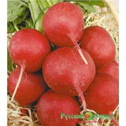 Редис Ризенбуттер (НК) 3г