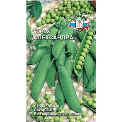 Горох Александра (СеДеК) 5гр