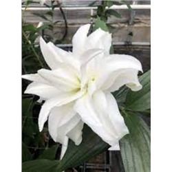 Лилии Самуэла Roselily 5шт (ИС) вост.махр