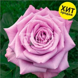 Роза Кул Ватер (Сем.Алтая) ЧГ