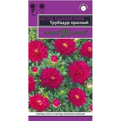 Астра Трубадур красный (Гавр)