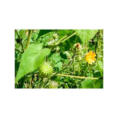 Канатник Теофраста