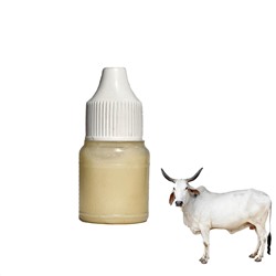 Panchagavya Ghrita nasal drops (Панчагавья Гхрита (гхи), капли в нос), 3 мл.