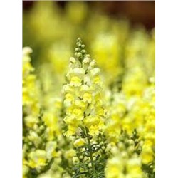 Цв.Львиный зев Потомак Йеллоу F1 (Potomac Yellow)  (Григорьев) 5шт