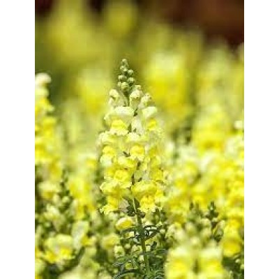 Цв.Львиный зев Потомак Йеллоу F1 (Potomac Yellow)  (Григорьев) 5шт