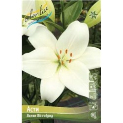 Лилии Асти 7шт (ИС) ЛА