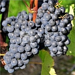 ГОРШОК Виноград Левокумский (Сем.Алтая)