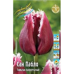 Тюльпан Сан Пабло 5шт бахр. (ИС)