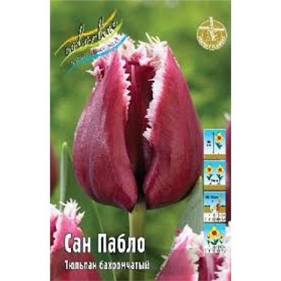 Тюльпан Сан Пабло 5шт бахр. (ИС)