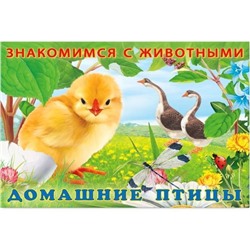 Кн. Знакомимся с животными.  Домашние птицы 16 цветн.стр. 21,3*14,2см  27711
