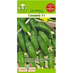 Огурец Соловей (Алтай)