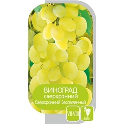 Виноград Сверхранний Бессемянный (Сем.Алтая)