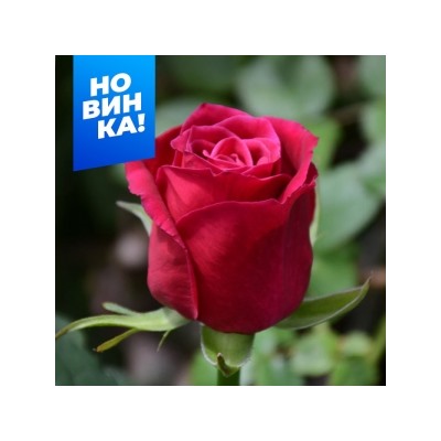 Роза Шангри Ла (Сем.Алтая)
