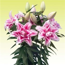 Лилии Нова Roselily 5шт (ИС) вост.махр