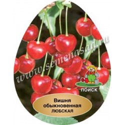Вишня Любская (Поиск) УКС