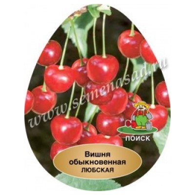 Вишня Любская (Поиск) УКС