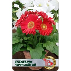 Цв.Гербера Колорблум Черри Лайт Ай (Био) 5шт