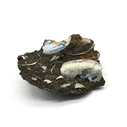Аммонит ископаемый 50*37*19мм, 31г (T)