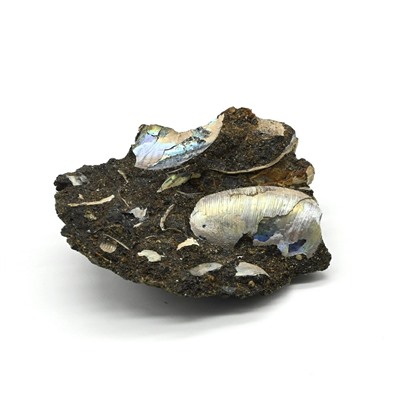 Аммонит ископаемый 50*37*19мм, 31г (T)