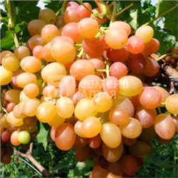 Виноград Хамелеон (Сем.Алтая)