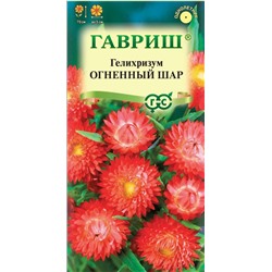 Гелихризум Огненный шар (Гавр)