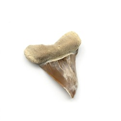 Минерал зуб акулы "Jaekelotodus" 22*7*26мм