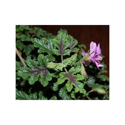 Пеларгония душистая Royal Oak (запах коры дуба) укорен.черенок