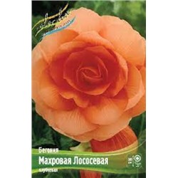 Бегония Махровая Лососевая 3шт (ИС)