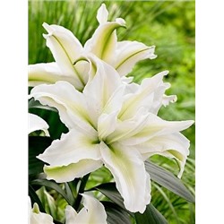 Лилии Аиша Roselily 5шт (ИС) вост.махр