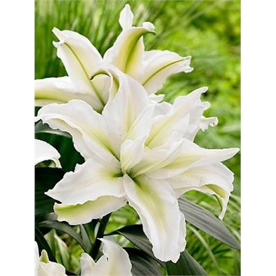 Лилии Аиша Roselily 5шт (ИС) вост.махр
