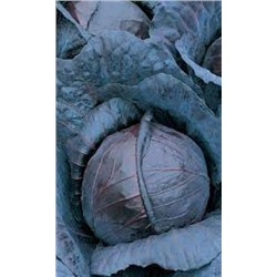 Капуста Краснокочанная Михневская (УД) 0,25г