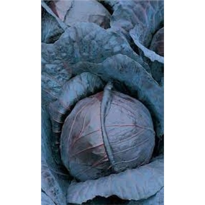 Капуста Краснокочанная Михневская (УД) 0,25г