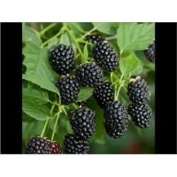 Ежевика Каддо (Поиск)