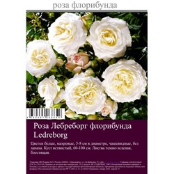 Роза Лебреборг флорибунда туба Польша