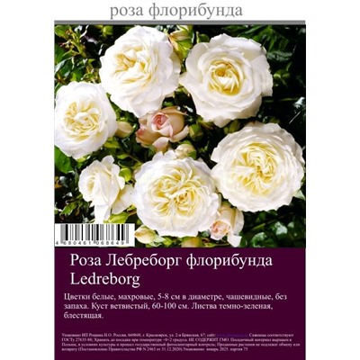 Роза Лебреборг флорибунда туба Польша