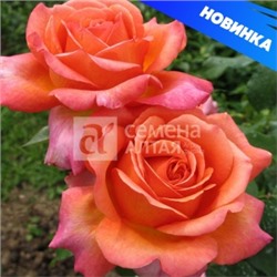 Роза Рене Госсини (Сем.Алтая) ЧГ