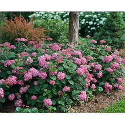 Гортензия древовид Руби Аннабель (Ruby Annabelle) P9 (Код: 91388)