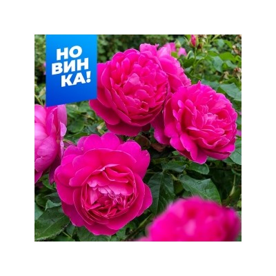 Роза Принцесса Анна (Сем.Алтая) ФЛ