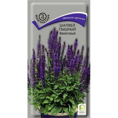 Шалфей Пышный Фиолетовый (Код: 92847)