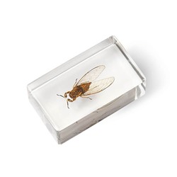 Журнал №73 "Настоящие насекомые" С ВЛОЖЕНИЕМ! Цикада помпония