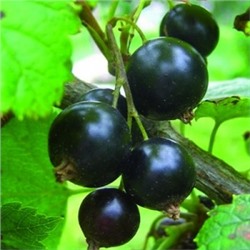Смородина Белая Кремовая (Поиск)