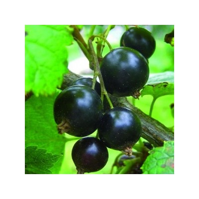 Смородина Белая Кремовая (Поиск)