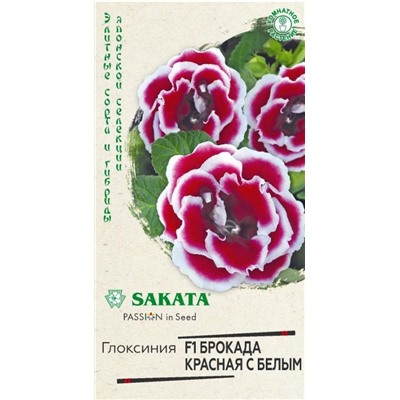 Глоксиния Брокада Красная с Белым к