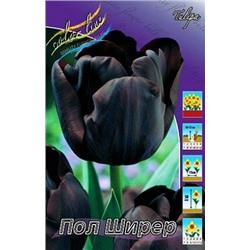 Тюльпан Пол Ширер 10шт триумф (ИС)
