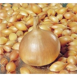 Лук-севок Радар F1 10-21 (0,2 кг+/-5%) (Код: 74000)