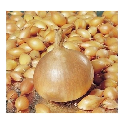 Лук-севок Радар F1 10-21 (0,2 кг+/-5%) (Код: 74000)