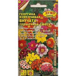 Георгина Внучата, горшечная смесь (Аэлита)