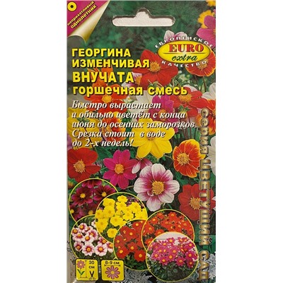 Георгина Внучата, горшечная смесь (Аэлита)