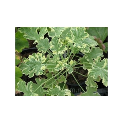 Пеларгония душистая fragrance variegatum (запах полыни, пестролистная)
