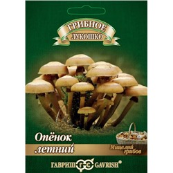 Грибы Опенок летний (Гавр)